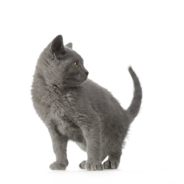 Chartreux yavru kedi