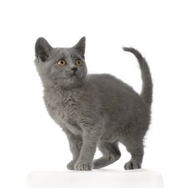 Chartreux yavru kedi