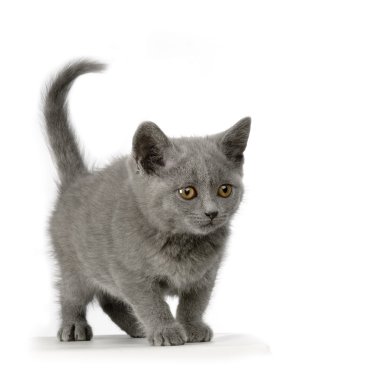 Chartreux yavru kedi