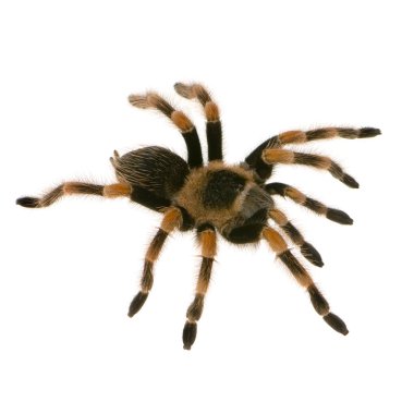 Mexican redknee tarantula clipart