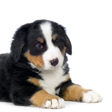 Yavru Bernese dağ köpeği