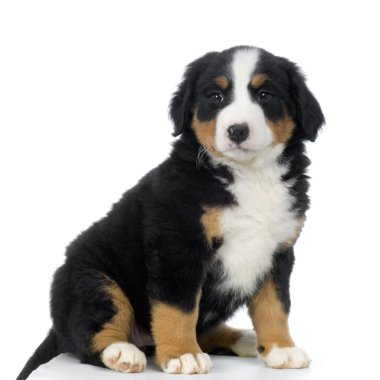 Yavru Bernese dağ köpeği