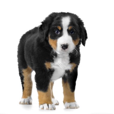 Puppy Bernese mountain dog clipart