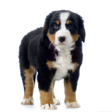 Yavru Bernese dağ köpeği