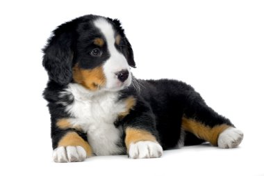 Yavru Bernese dağ köpeği