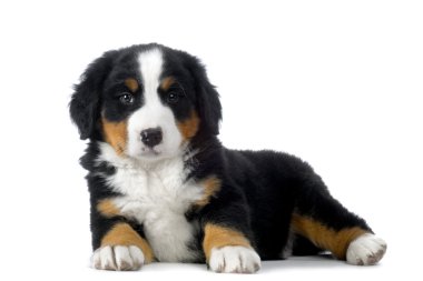 Yavru Bernese dağ köpeği