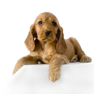 İngiliz cocker spaniel köpek yavrusu