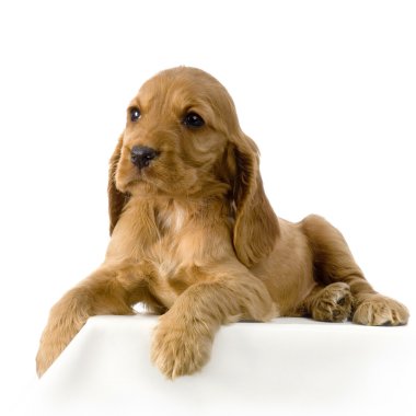 İngiliz cocker spaniel köpek yavrusu