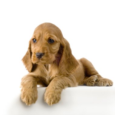 İngiliz cocker spaniel köpek yavrusu