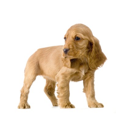 İngiliz cocker spaniel köpek yavrusu