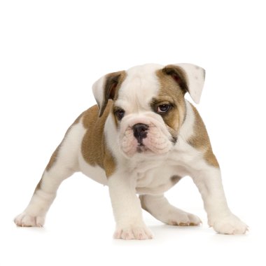 İngilizce bulldog yavrusu