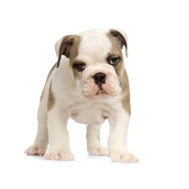 İngilizce bulldog yavrusu