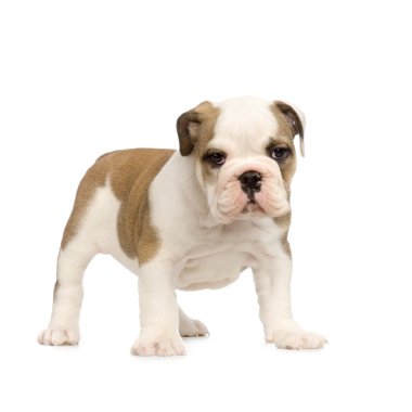 İngilizce bulldog yavrusu