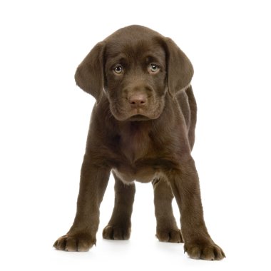 Labrador retriever chocolate clipart