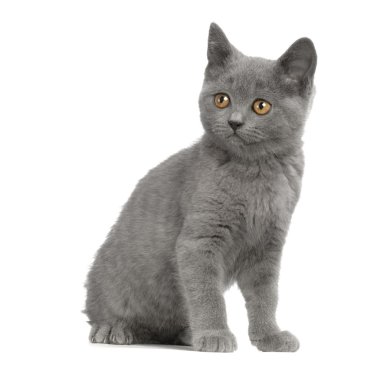 Chartreux yavru kedi