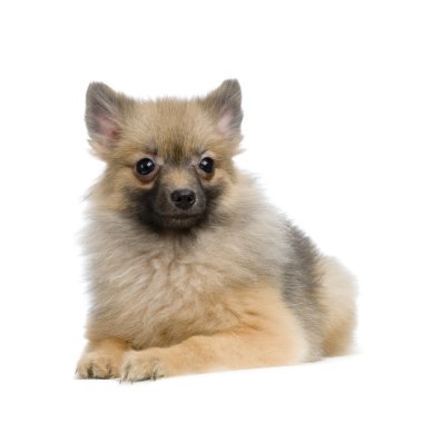 Keeshond clipart