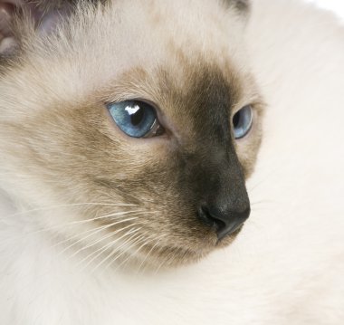 Genç siamese