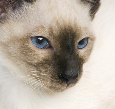 Genç siamese