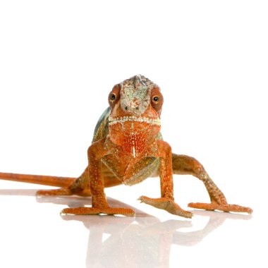 Chameleon Furcifer Pardalis clipart