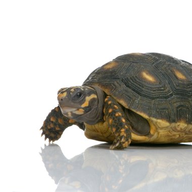 Red-footed tortoise - Geochelone carbonaria clipart
