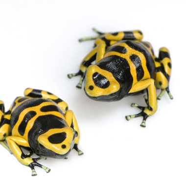 zehirli ok kurbağası - dendrobates leucomelas