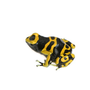 zehirli ok kurbağası - dendrobates leucomelas