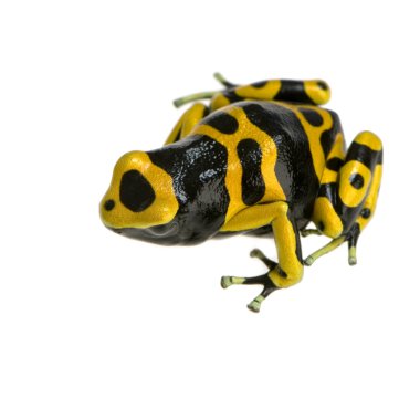 Poison Dart Frog - Dendrobates leucomelas clipart