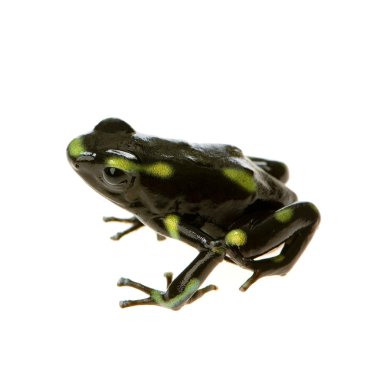 zehirli ok kurbağası - dendrobates hava