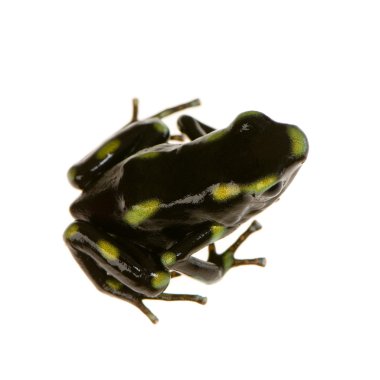 zehirli ok kurbağası - dendrobates hava