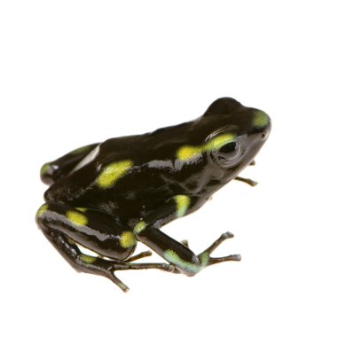 zehirli ok kurbağası - dendrobates hava