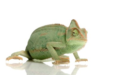 Yemen Chameleon - chamaeleo calyptratus clipart