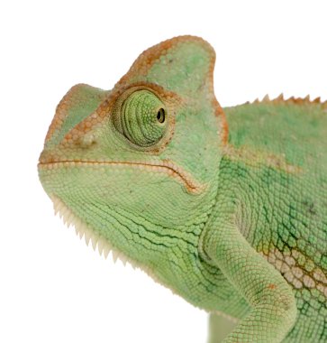 Yemen Chameleon - chamaeleo calyptratus clipart