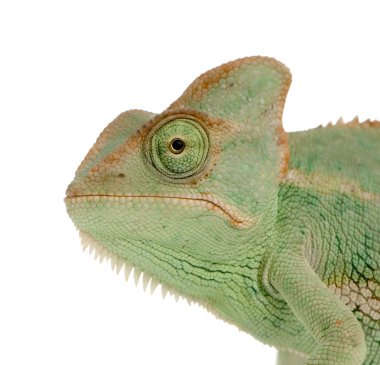 Yemen Chameleon - chamaeleo calyptratus clipart