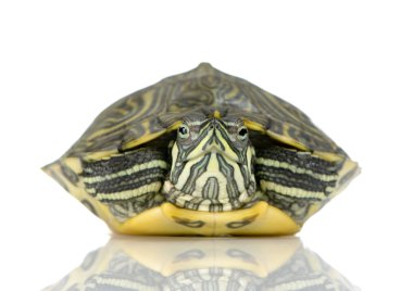 Turtle - Acanthochelys clipart