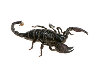 Emperor scorpion clipart