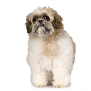 Shih Tzu