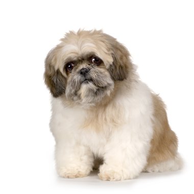 Shih Tzu