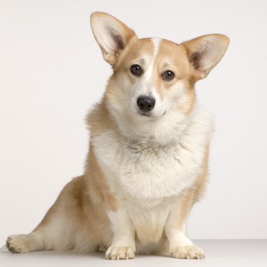 Hırka Galce corgi