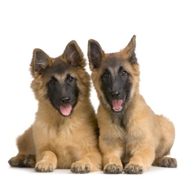 Couple of Puppy Belgian Tervuren clipart