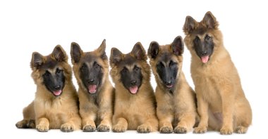 Wolfpack of five puppies Belgian Tervuren clipart