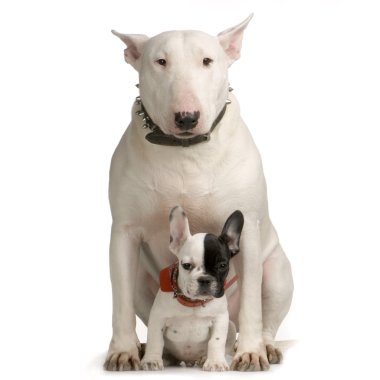 Bull Terrier clipart