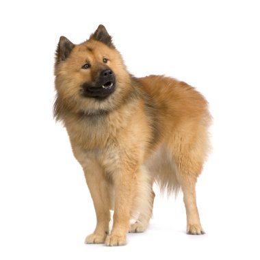 Eurasier