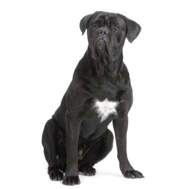 Cane Corso clipart