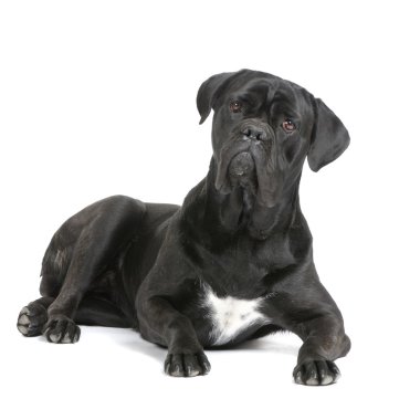 Cane Corso clipart