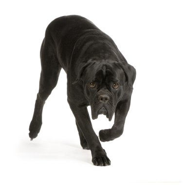 Cane Corso clipart