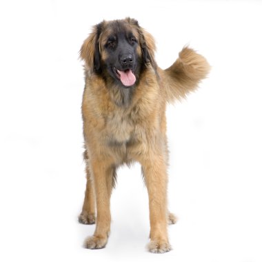 Leonberger