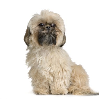 Shih Tzu