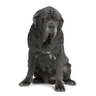 Mastiff clipart