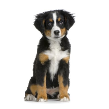 Puppy Bernese mountain dog clipart