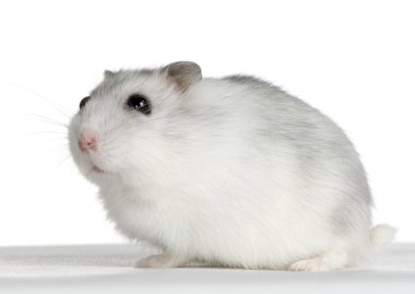 Rus hamster